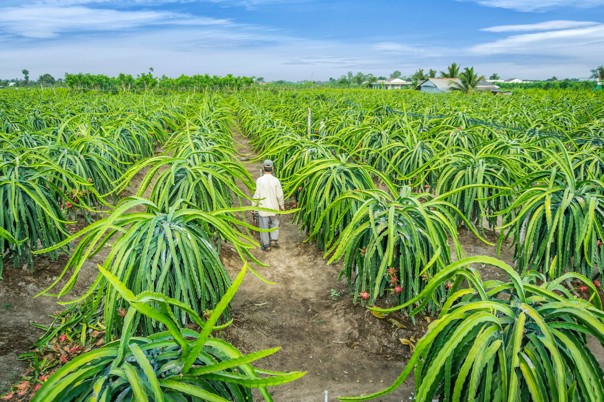 Dragonfruit farm