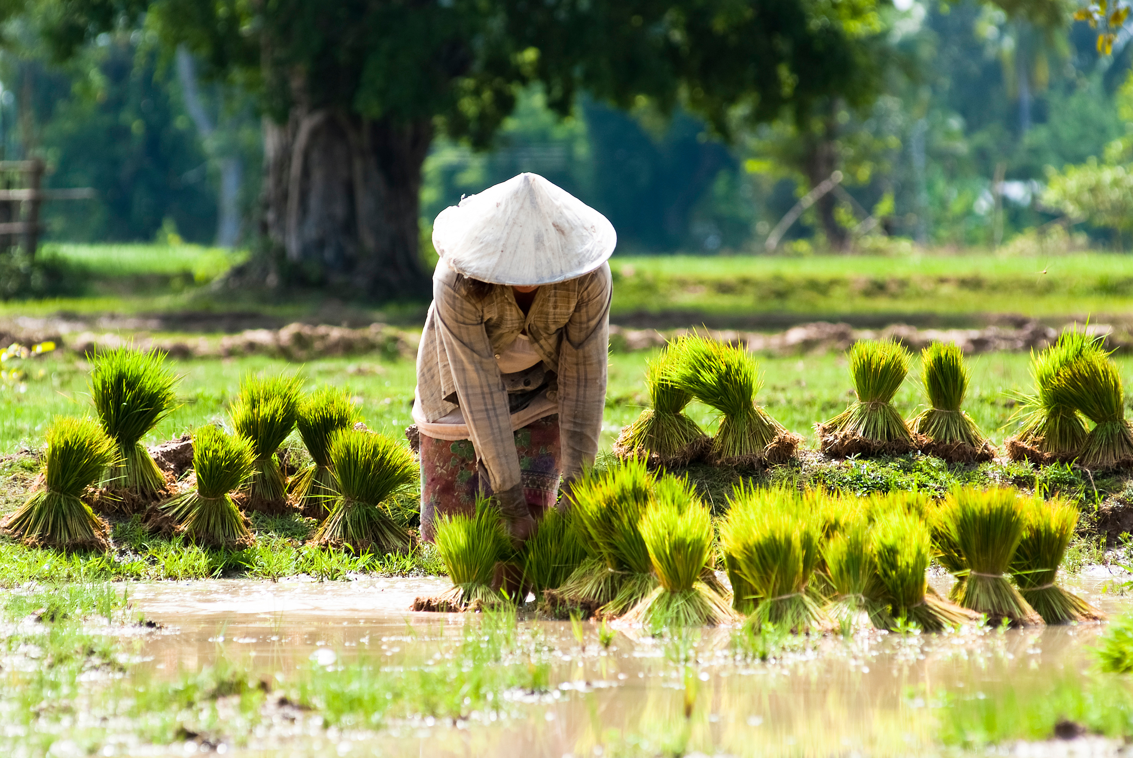 Laos