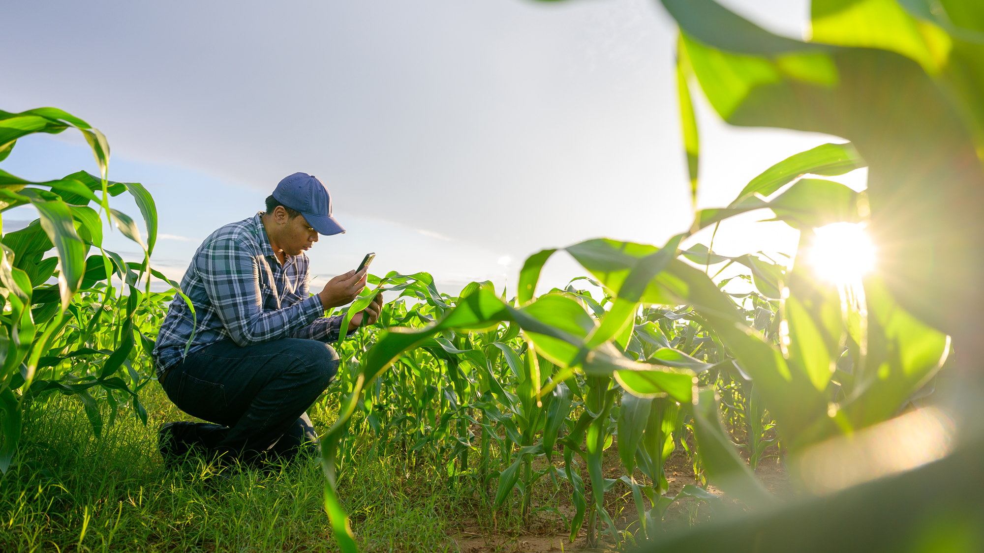 farming