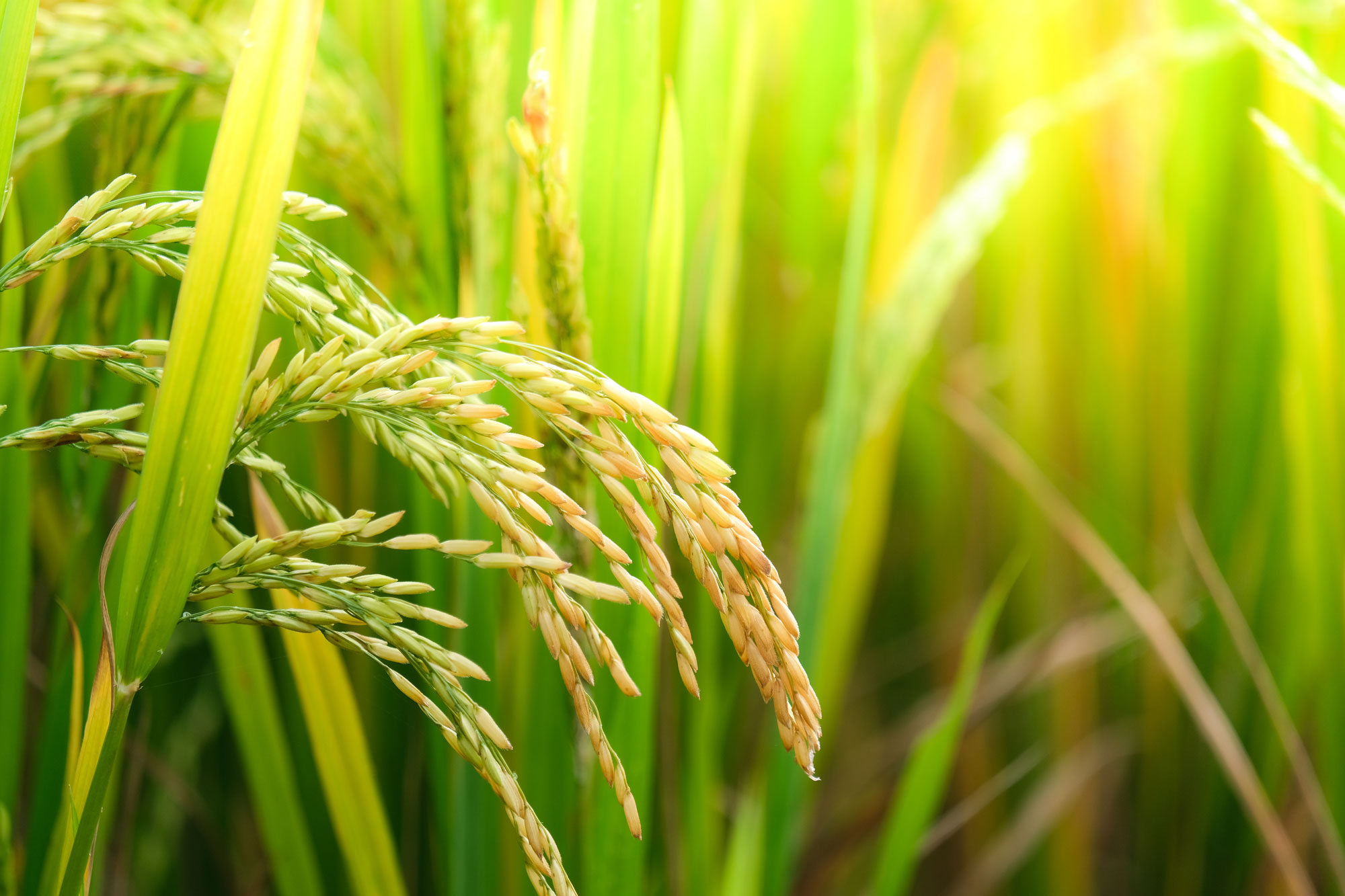 rice fields