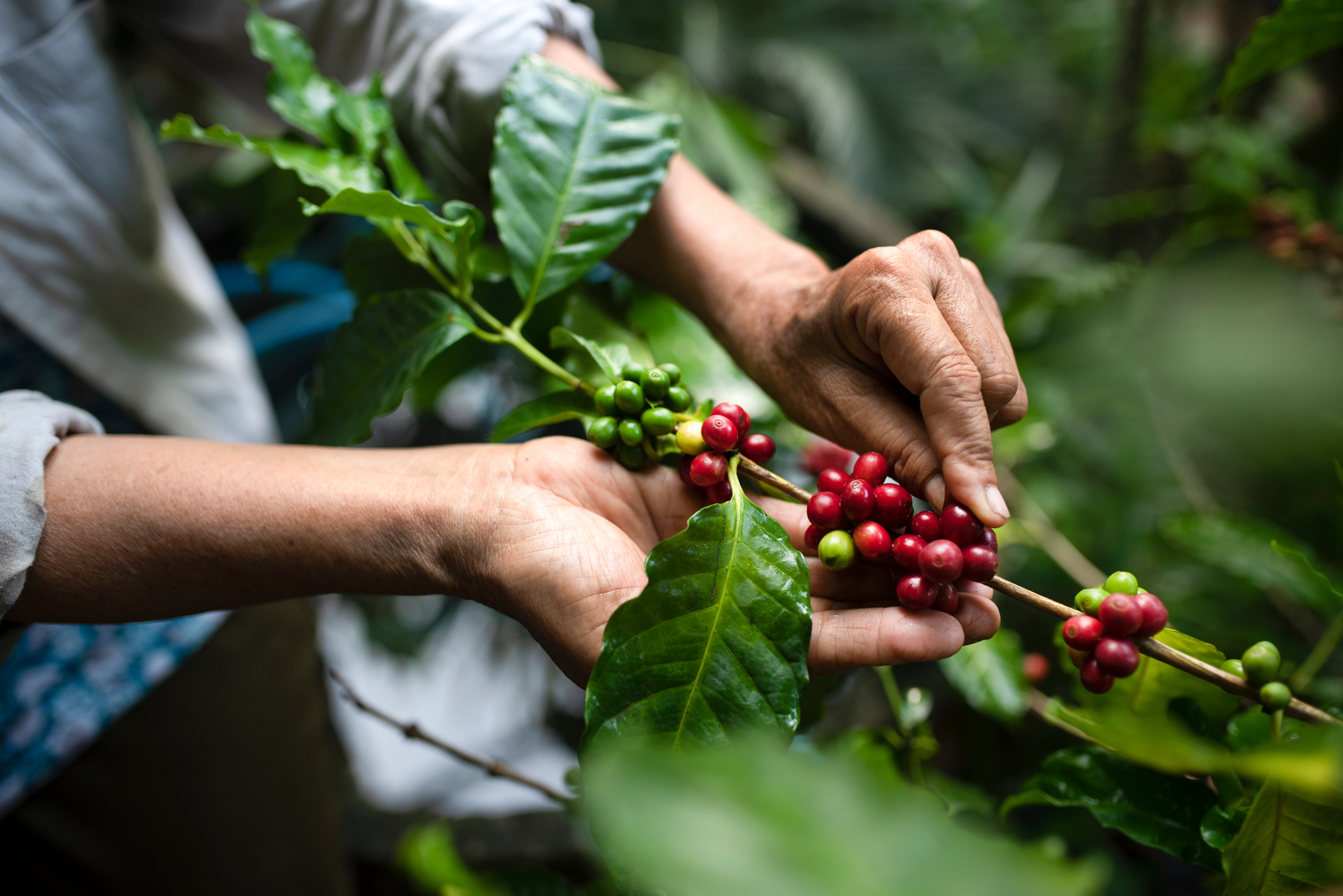 Vietnam Robusta coffee