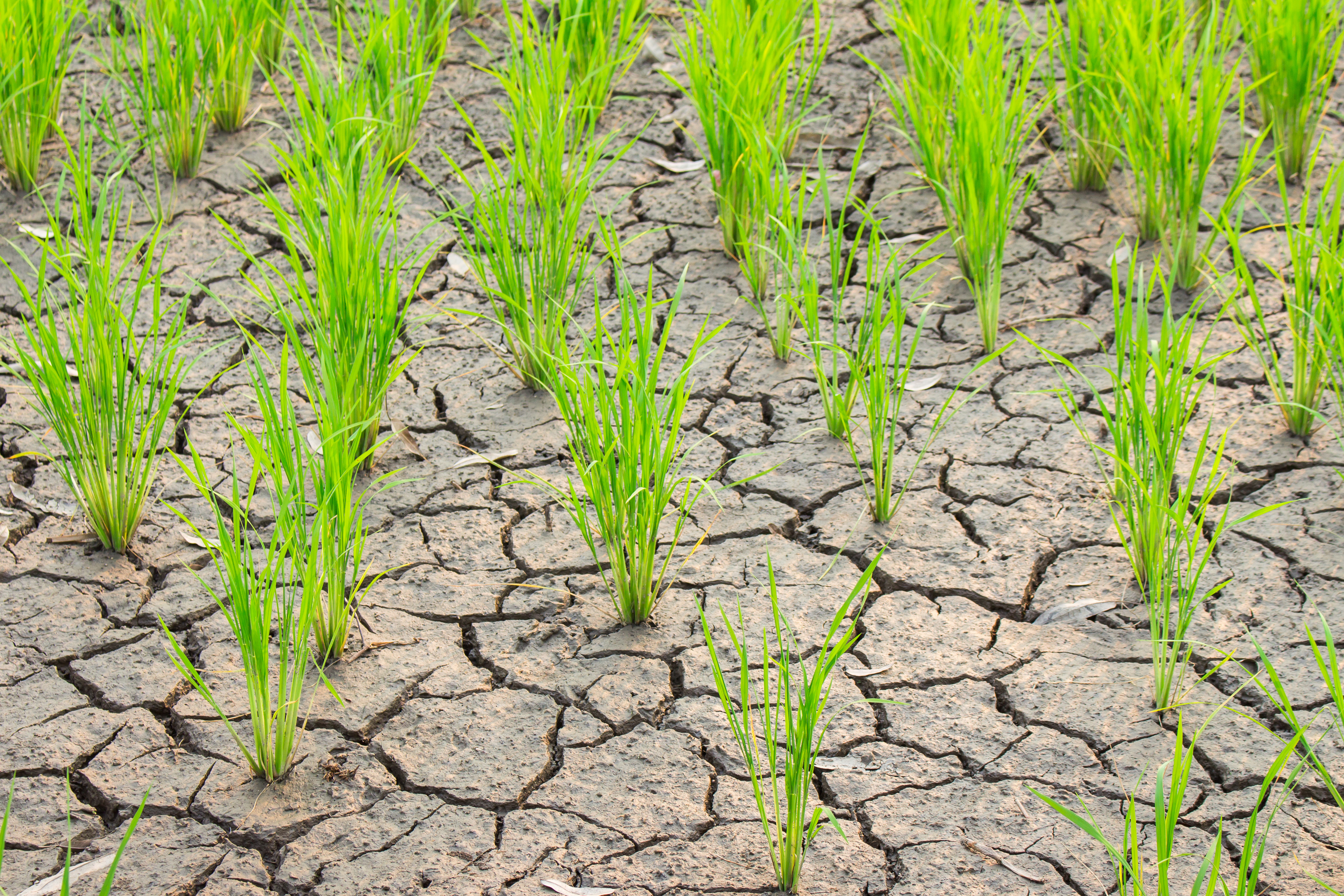 drought rice fields