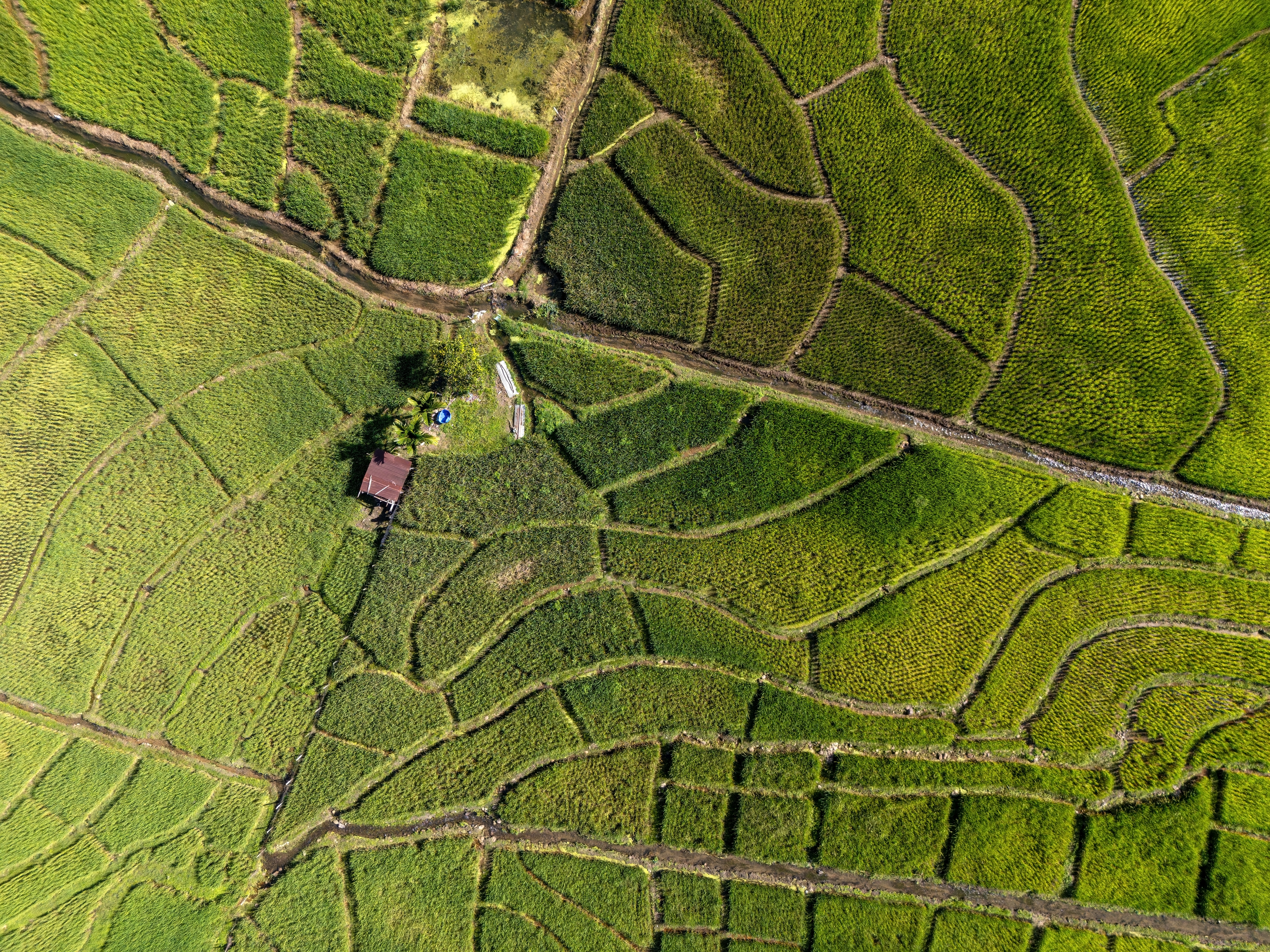 Directly above view of irrigation and paddy field in Ranau Sabah Malaysia