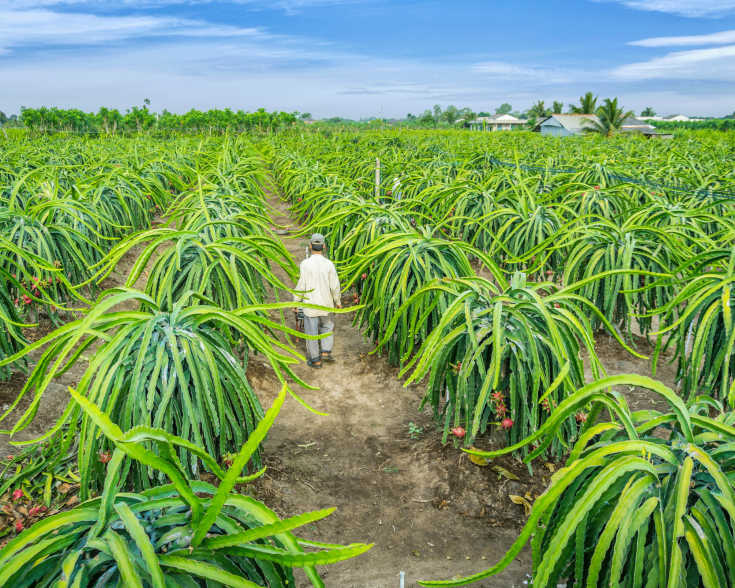 Dragonfruit farm